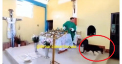 Enoja sacerdote que pateó a perrito antes de dar la ostia (video)