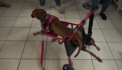 Por medio del reciclaje apoyan a animalitos de la calle