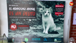 Seguirán implementando acciones en Faro Mazatlán ante abandono de gatos en el lugar