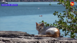 Falta vigilancia efectiva para detener abandono de gatos en el Faro: Activista