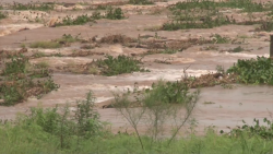 Lluvias registradas en Sinaloa benefician a actividades primarias