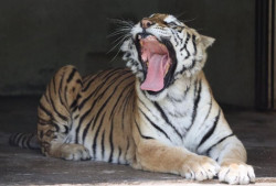 ¡Mejora la salud de 120 felinos rescatados!