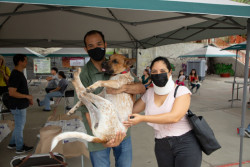 Salud Sonora y asociaciones civiles llevan Jornada de Salud y Bienestar Animal al Mariachi