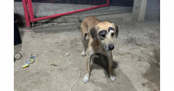 Piden castigar a quienes pintaron cejas de perrito en Veracruz