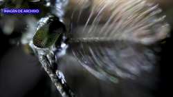 Van 53 colonas fumigadas contra el mosquito del dengue