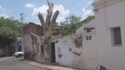 Una semana para derrumbar árbol gigante