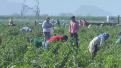 SAyG presentará el plan de desarrollo rural sustentable