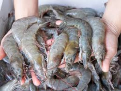 Capturas regulares reportan pescadores el primer día del levantamiento de la veda del camarón