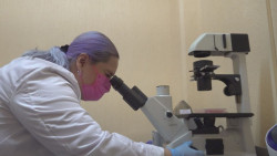 Desarrolla la U.A.S. proyecto de investigación con  garbanzo