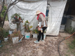 Continúan las acciones contra el dengue en Navojoa: Salud Sonora