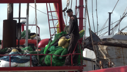 La crisis en el sector pesquero de camarón se debe a que ahora hay mas barcos
