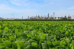 Piden productores que no se les dejen desprotegidos