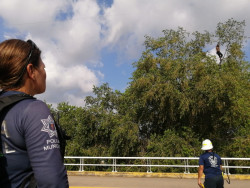 Un hombre sube a un árbol y moviliza a los policías