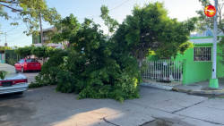 Árbol tapa el paso de una calle de la colonia Villa Galaxia