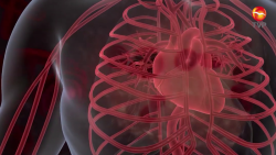 Conmemoran Día Mundial del Corazón; enfermedades cardiovasculares son las que más demanda presentan