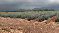 Liberan comercialización de agave sinaloense con denominación de mezcal