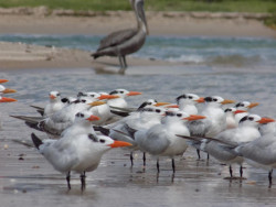 Celebrarán Día de Aves Migratorias en Estero El Soldado
