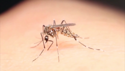 20 casos de dengue confirmados en la quinta jurisdicción sanitaria