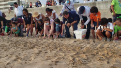 Más de mil tortugas liberadas este 2022 en Mazatlán