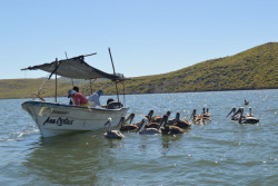 GPO trabaja en el saneamiento de la Bahía de Ohuira