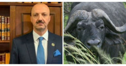 Así murió embestido por un búfalo el presidente de la Federación Mexicana de Caza (video)