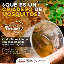 Continúa Secretaría de Salud acciones de combate y prevención del dengue en Sonora