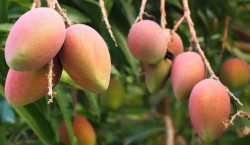 Inflación y bajo costo del mango afecta críticamente a productores del sur de Sinaloa