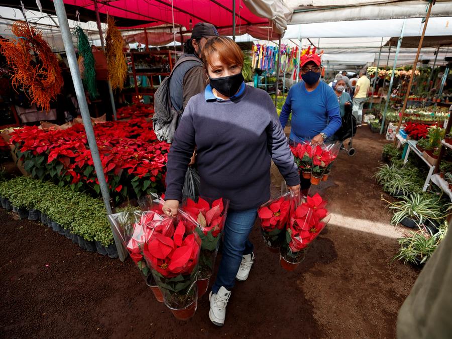 La flor de Nochebuena está lista para pintar de rojo esta atípica navidad |  Mexico | Noticias | TVP 